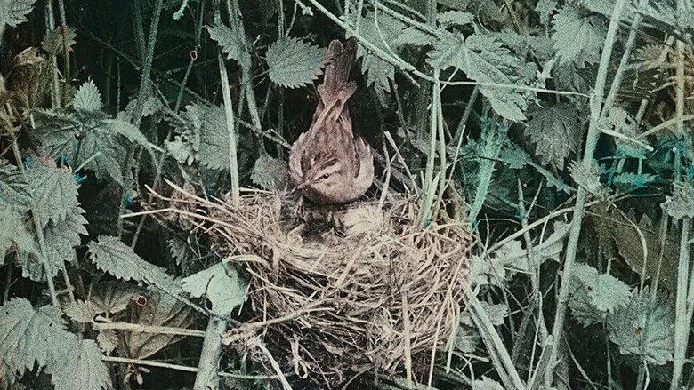 Wild Birds in Their Haunts still 2
