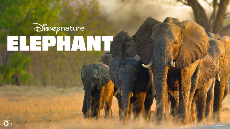 Elephant still 1