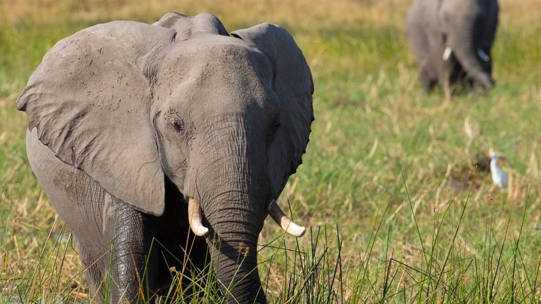 Elephant still 4