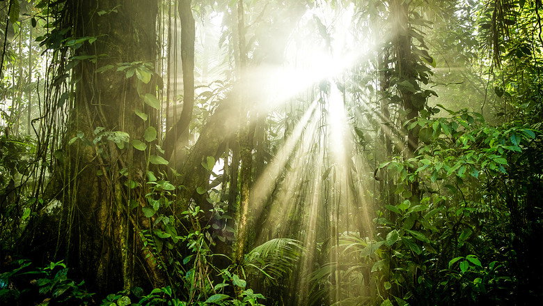 The Green Planet still 6