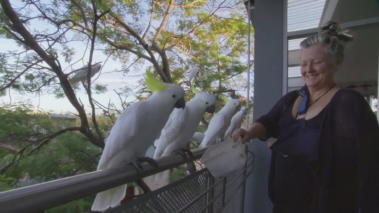 Planet Parrot still 1