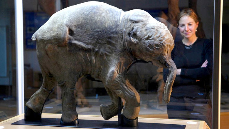 Woolly Mammoth: Secrets from the Ice still 1
