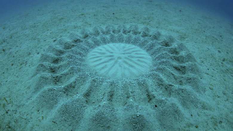 The Mystery of the Med Rings still 3