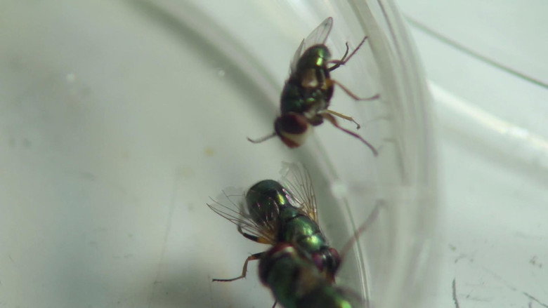 The Great Australian Fly still 4