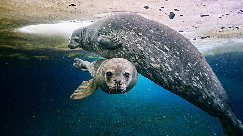 Frozen Planet II still 3