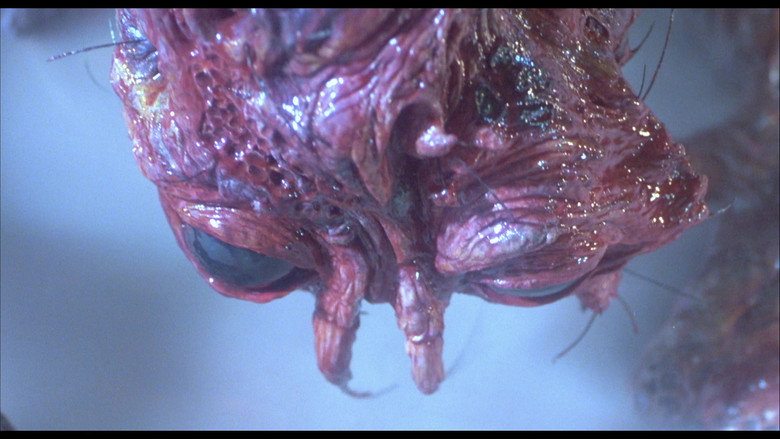 The Fly still 7