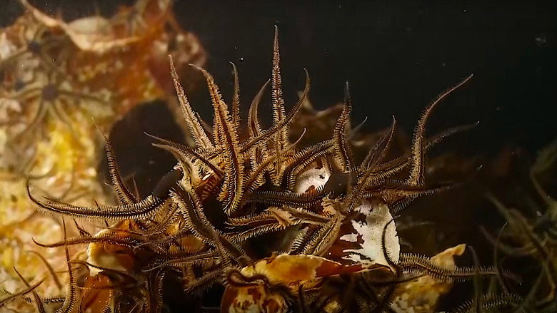 Alien Reefs still 1