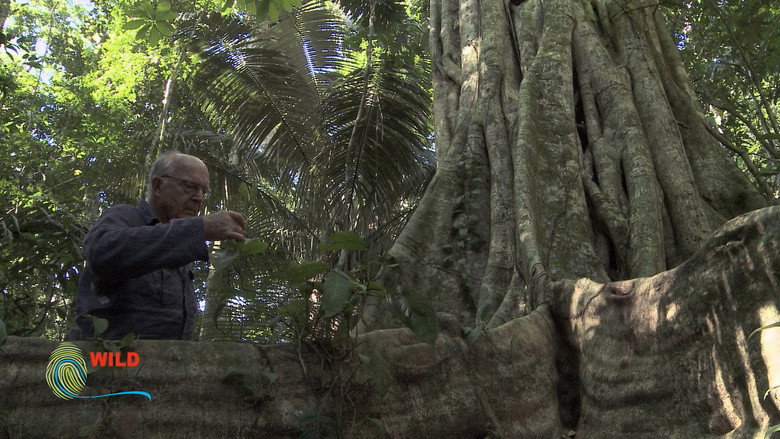 Botanist Francis Hallé Explains... still 5