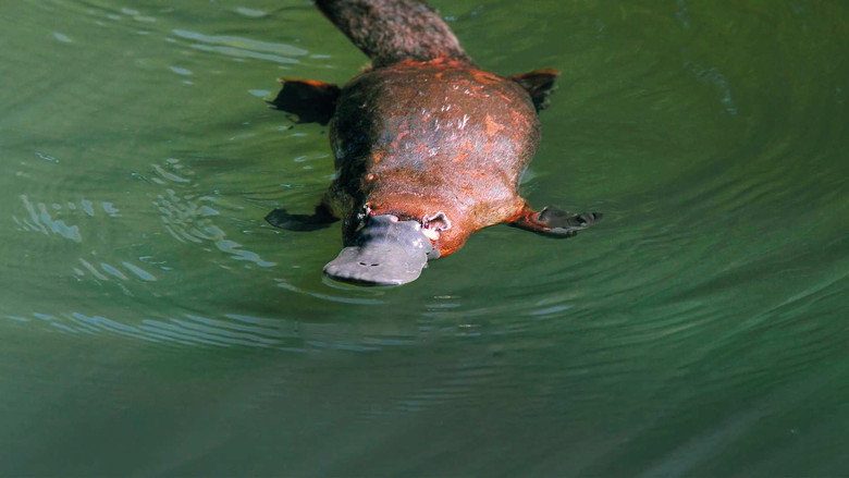 Platypus: World's Strangest Animal still 1