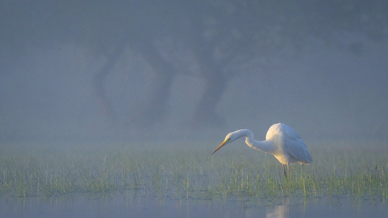 Wild Delta still 1
