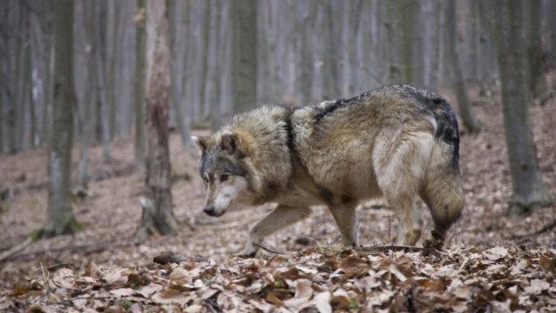 Untamed Romania still 5