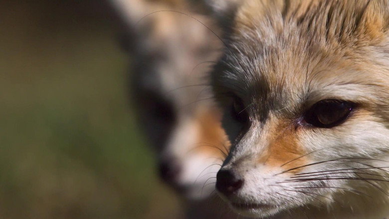 Super Cute Animals still 4