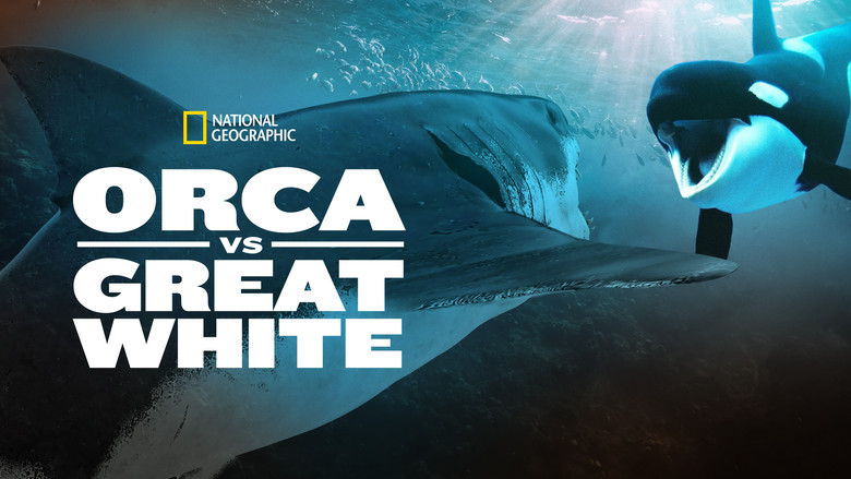 Orca Vs. Great White still 4