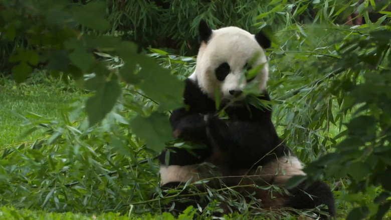 Super Cute Animals still 3