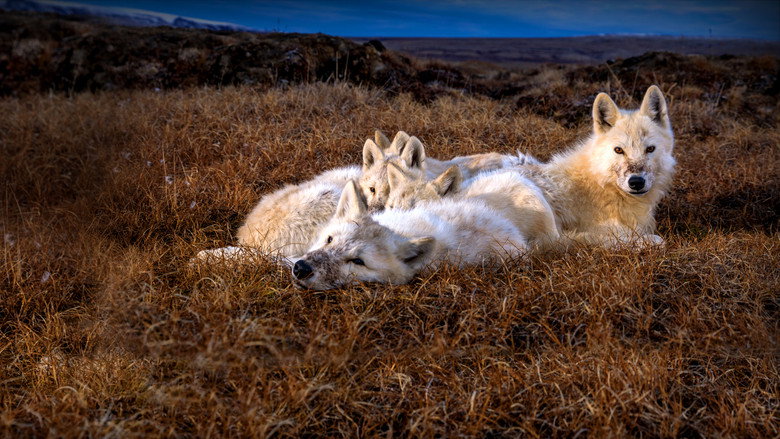 Kingdom of the White Wolf still 4