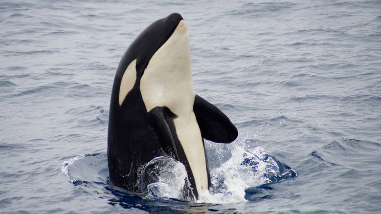 The Search for the Ocean's Super Predator still 4