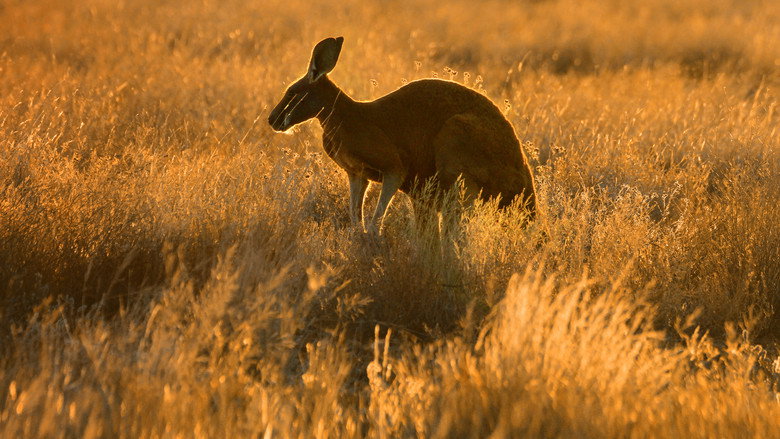 Wild Australia still 1
