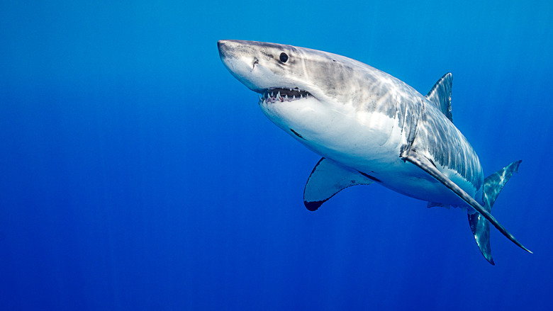 Killer Shark Vs. Killer Whale still 4