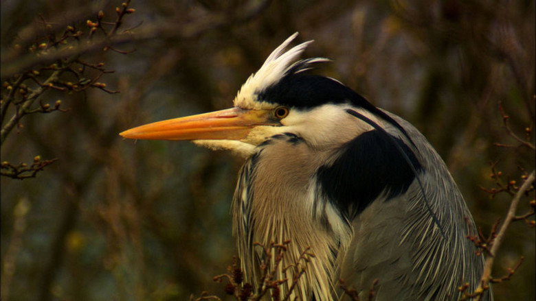 Iolo's Secret Life of Birds still 1