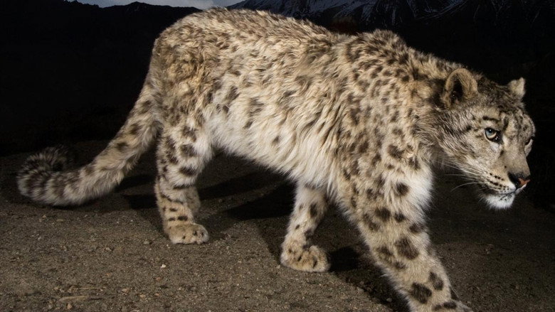 Snow Leopard of Afghanistan still 1