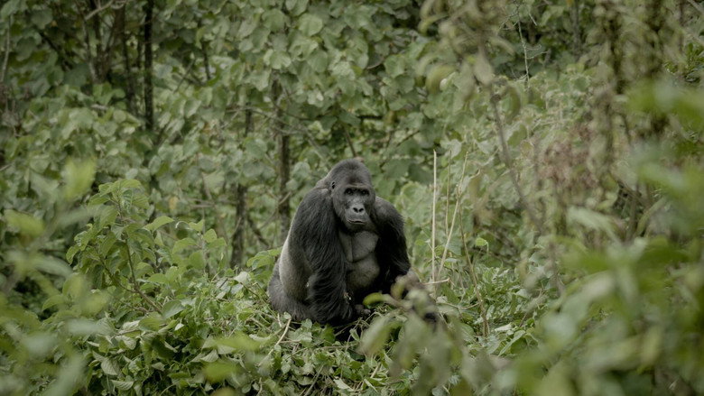 Silverback still 1