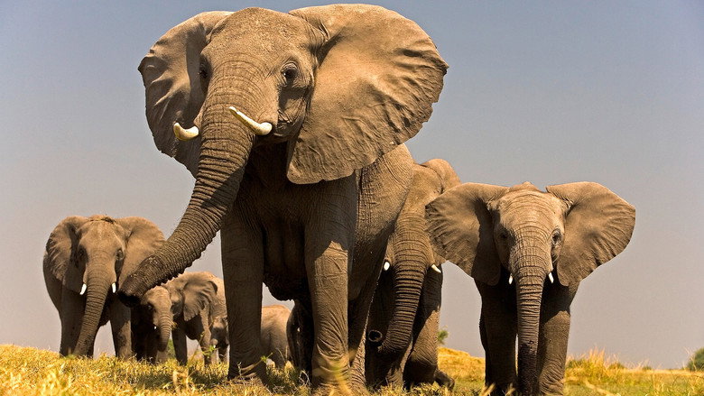 Soul of the Elephant still 1