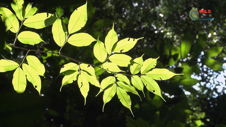 Botanist Francis Hallé Explains... still 6