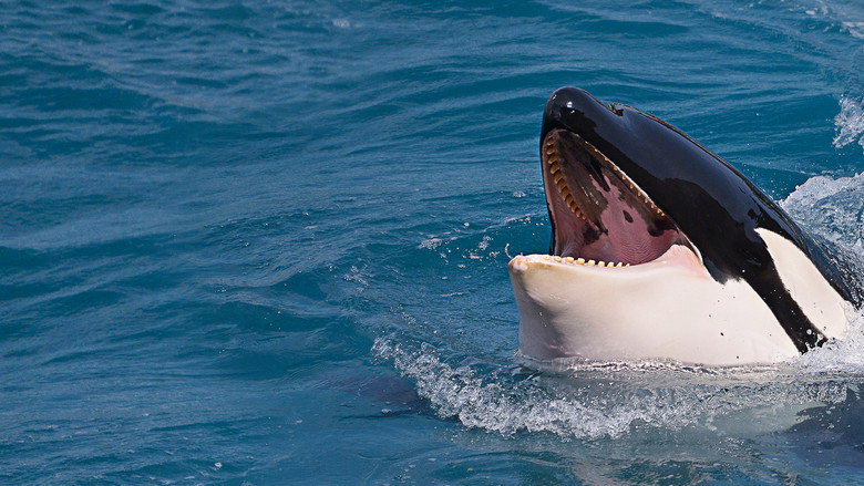 Killer Shark Vs. Killer Whale still 3