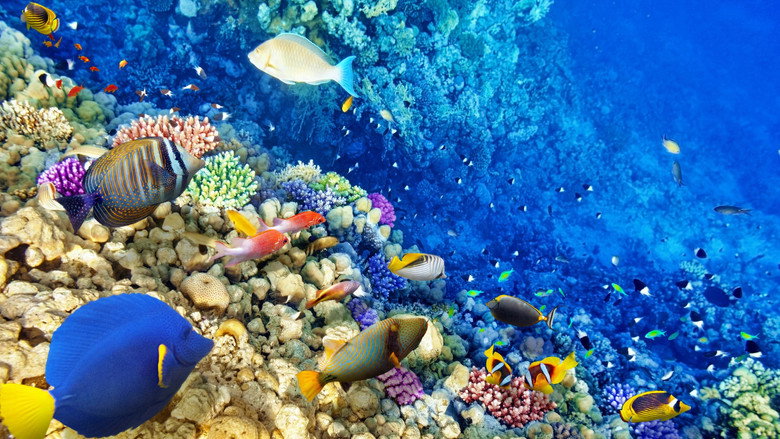 Secrets of the Great Barrier Reef still 1