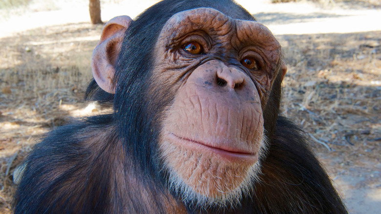 Super Cute Animals still 5