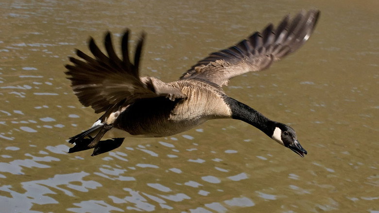 Winged Migration still 4