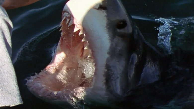 National Geographic Ultimate Shark still 1