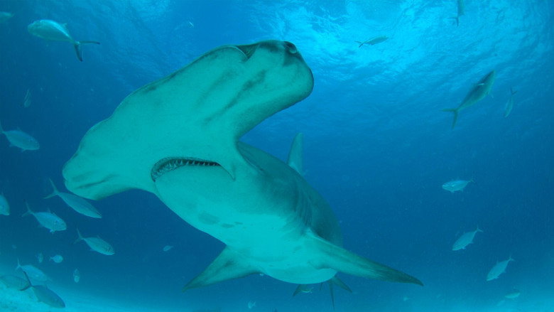 Mega Hammerhead: Ultimate Predator still 1