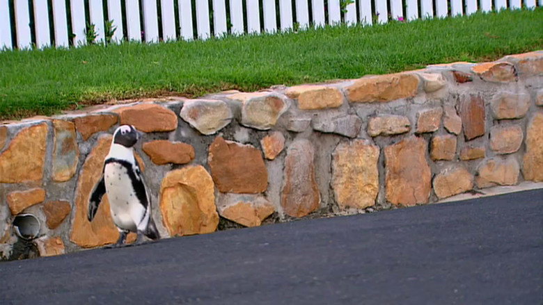 Penguins Under Siege still 1