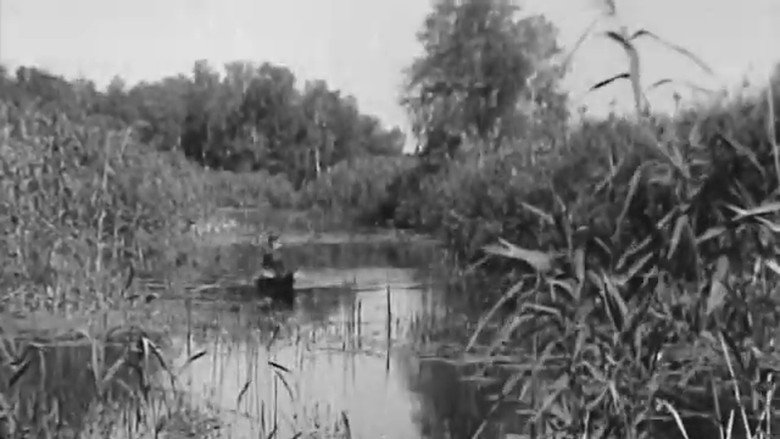 Beavers in Ukraine still 2