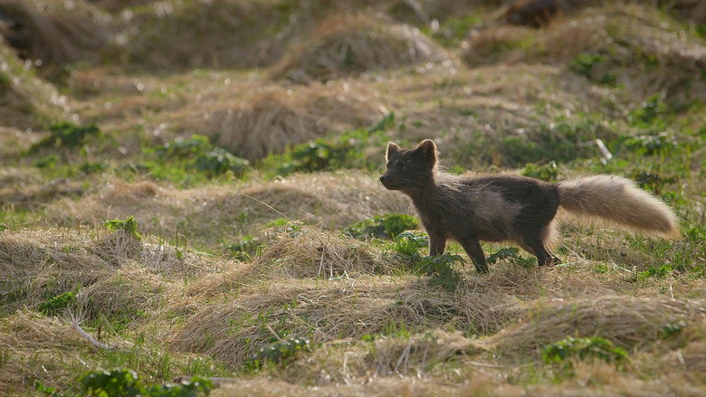 The Arctic Fox: Still Surviving still 2