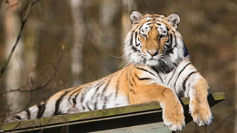 Siberian Tiger, The Secret Kingdom still 1