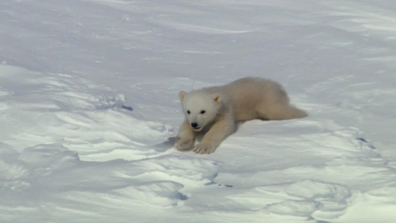 Super Cute Animals still 2