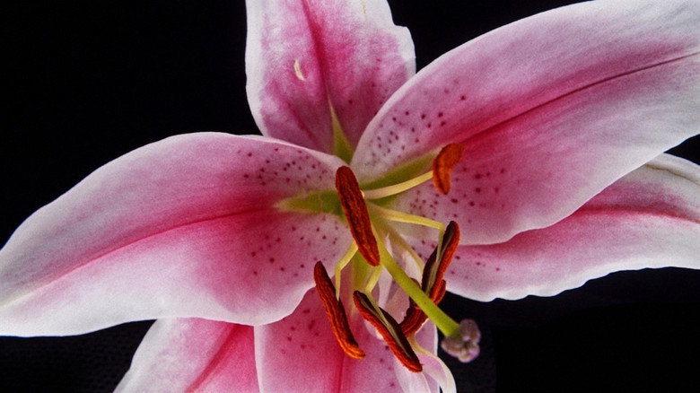 Algorithms of Beauty still 1