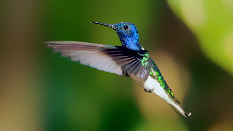 Secrets of Our Living Planet still 1