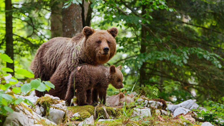 Wild Slovenia still 2