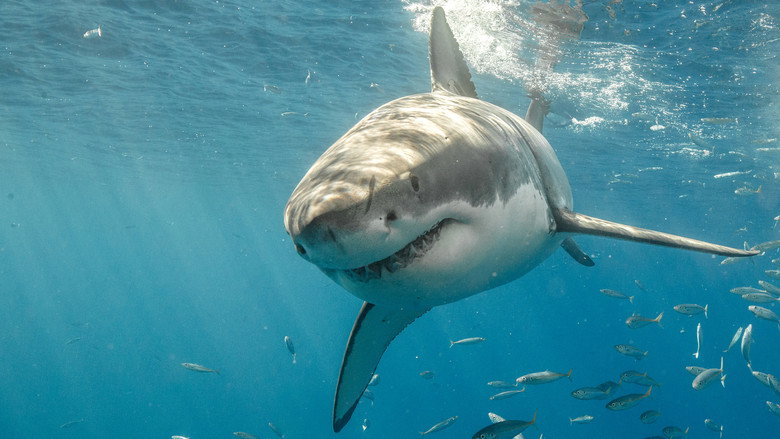Killer Shark Vs. Killer Whale still 6