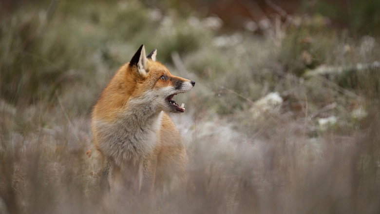 Wild still 1